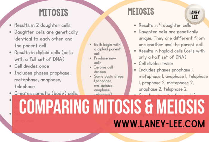 Comparing mitosis and meiosis worksheet answers pdf