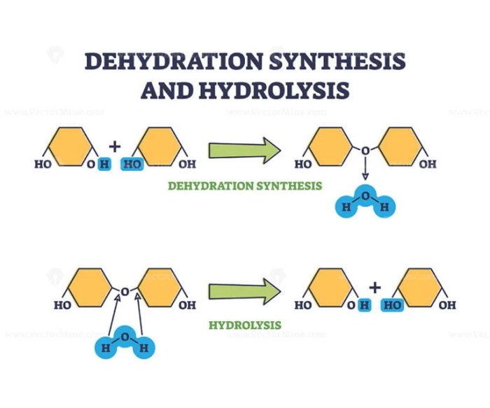 Select the true statement about dehydration synthesis or hydrolysis.