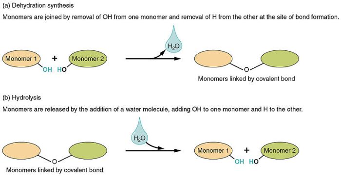 Select the true statement about dehydration synthesis or hydrolysis.