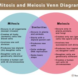 Comparing mitosis and meiosis worksheet answers pdf