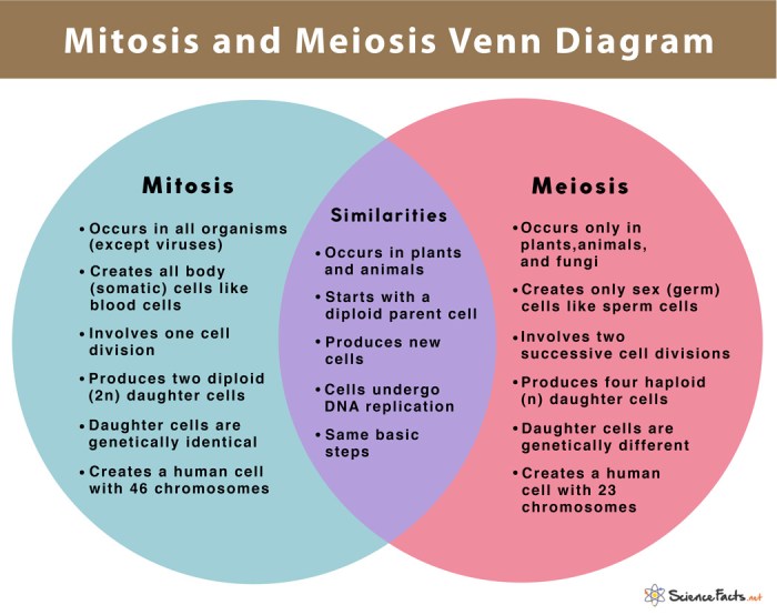 Comparing mitosis and meiosis worksheet answers pdf