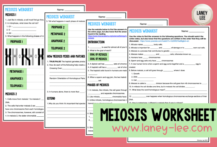 Comparing mitosis and meiosis worksheet answers pdf