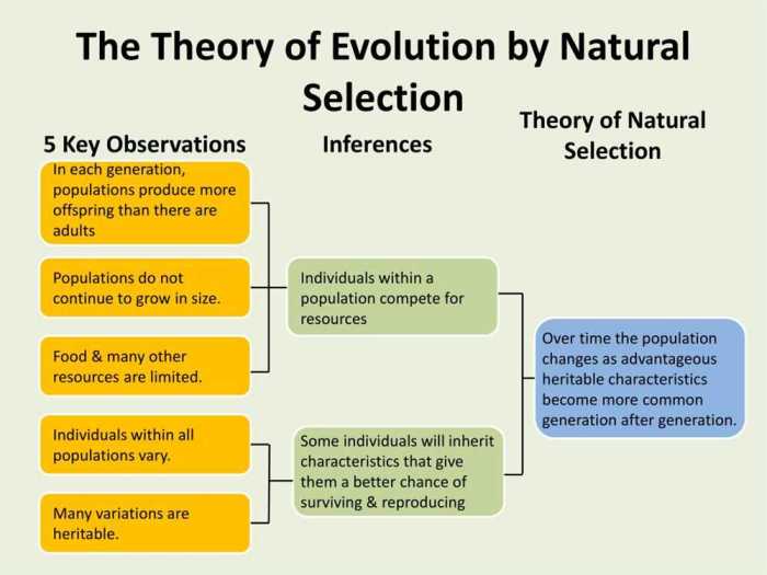 The making of the fittest: natural selection in humans answers